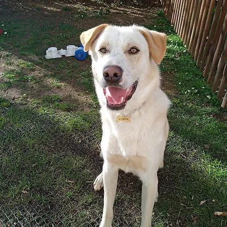 Il Gelsomino Turistico Πέζαρο