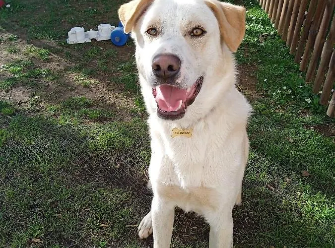 Il Gelsomino Turistico Pesaro